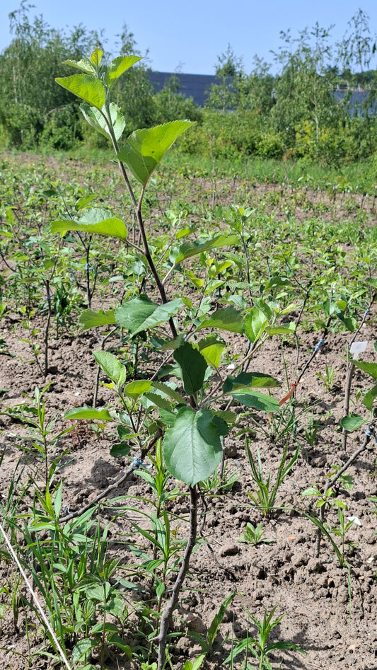 Pommier Reine des Reinettes