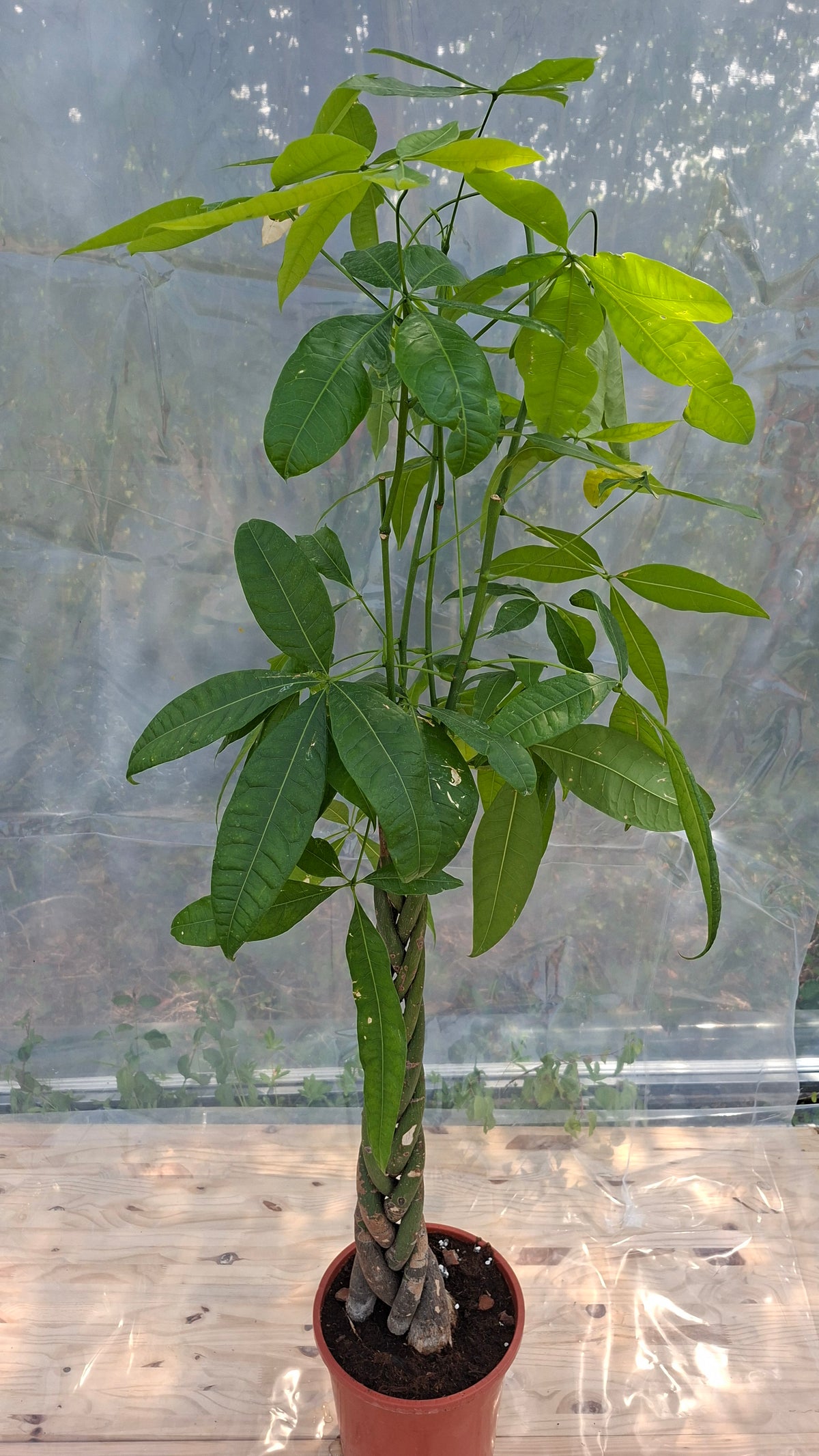 Pachira Aquatica 120cm – Seconde Vie, rescapé des événements parisiens