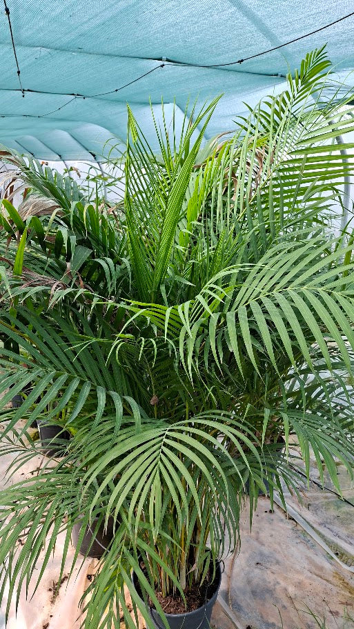 Palmier Dypsis Lutescens 200cm – Exotisme et élégance tropicale en intérieur