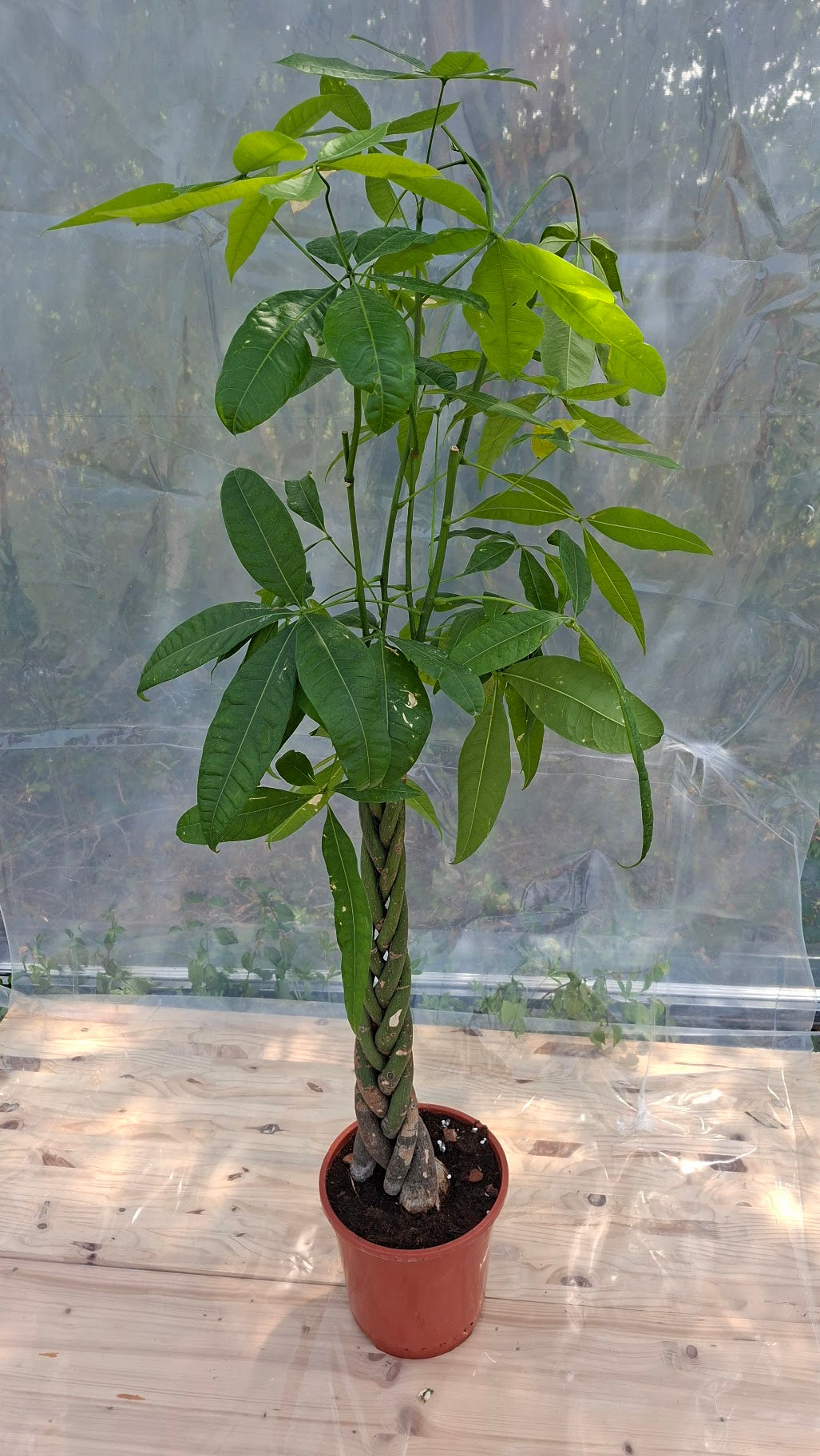 Pachira Aquatica 120cm – Seconde Vie, rescapé des événements parisiens