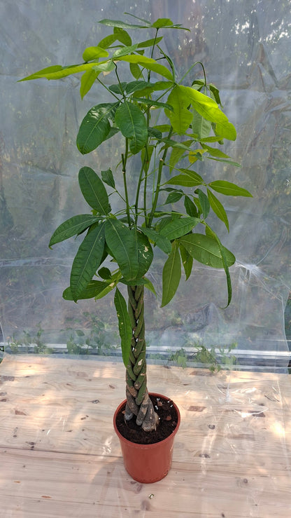 Pachira Aquatica 120cm – Seconde Vie, rescapé des événements parisiens