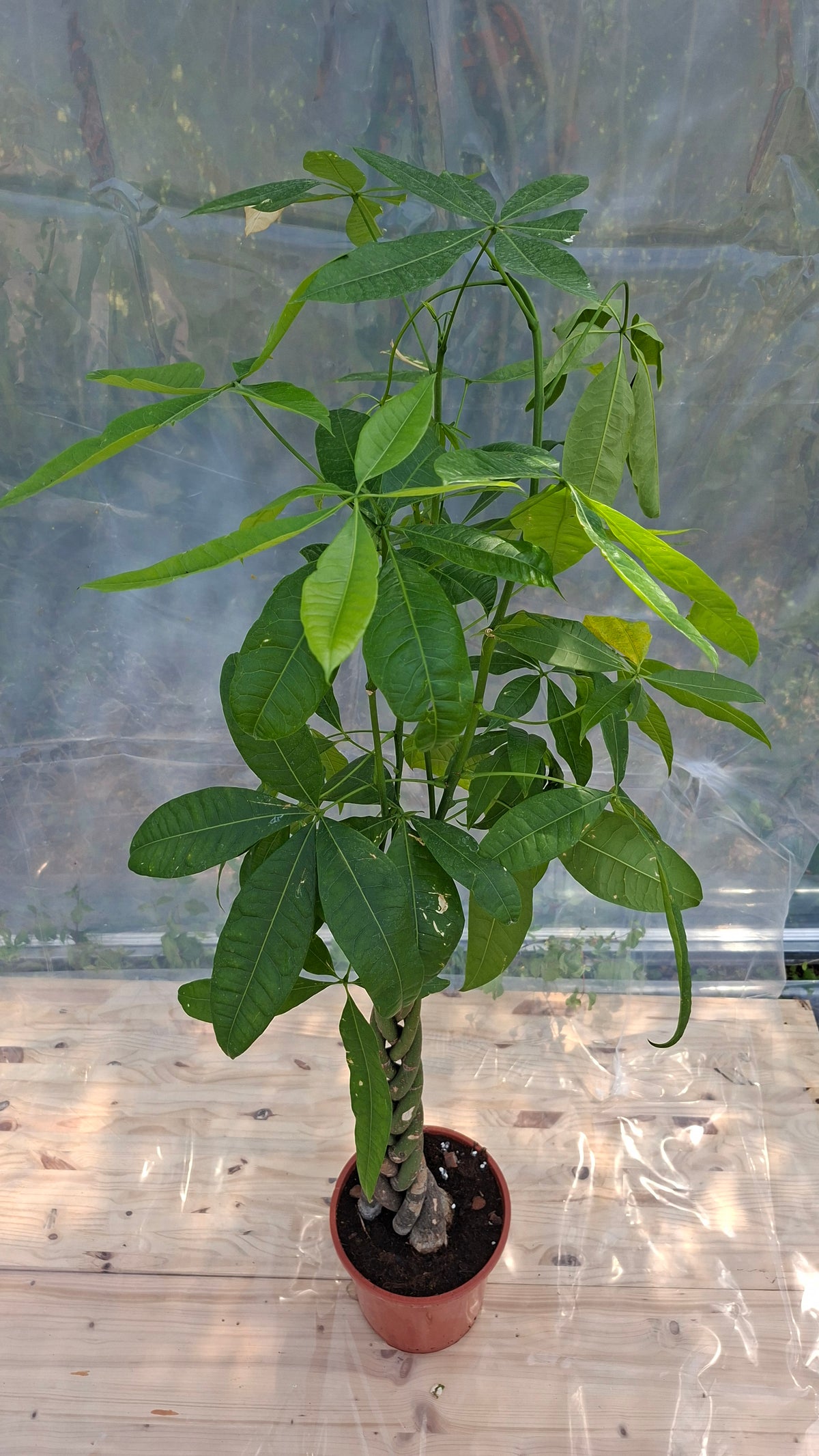 Pachira Aquatica 120cm – Seconde Vie, rescapé des événements parisiens