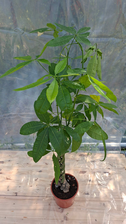 Pachira Aquatica 120cm – Seconde Vie, rescapé des événements parisiens