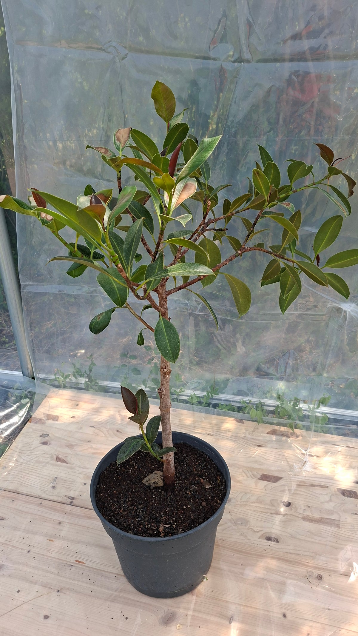 Ficus Elastica 110cm - Seconde Vie