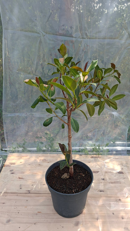 Ficus Elastica 110cm - Seconde Vie