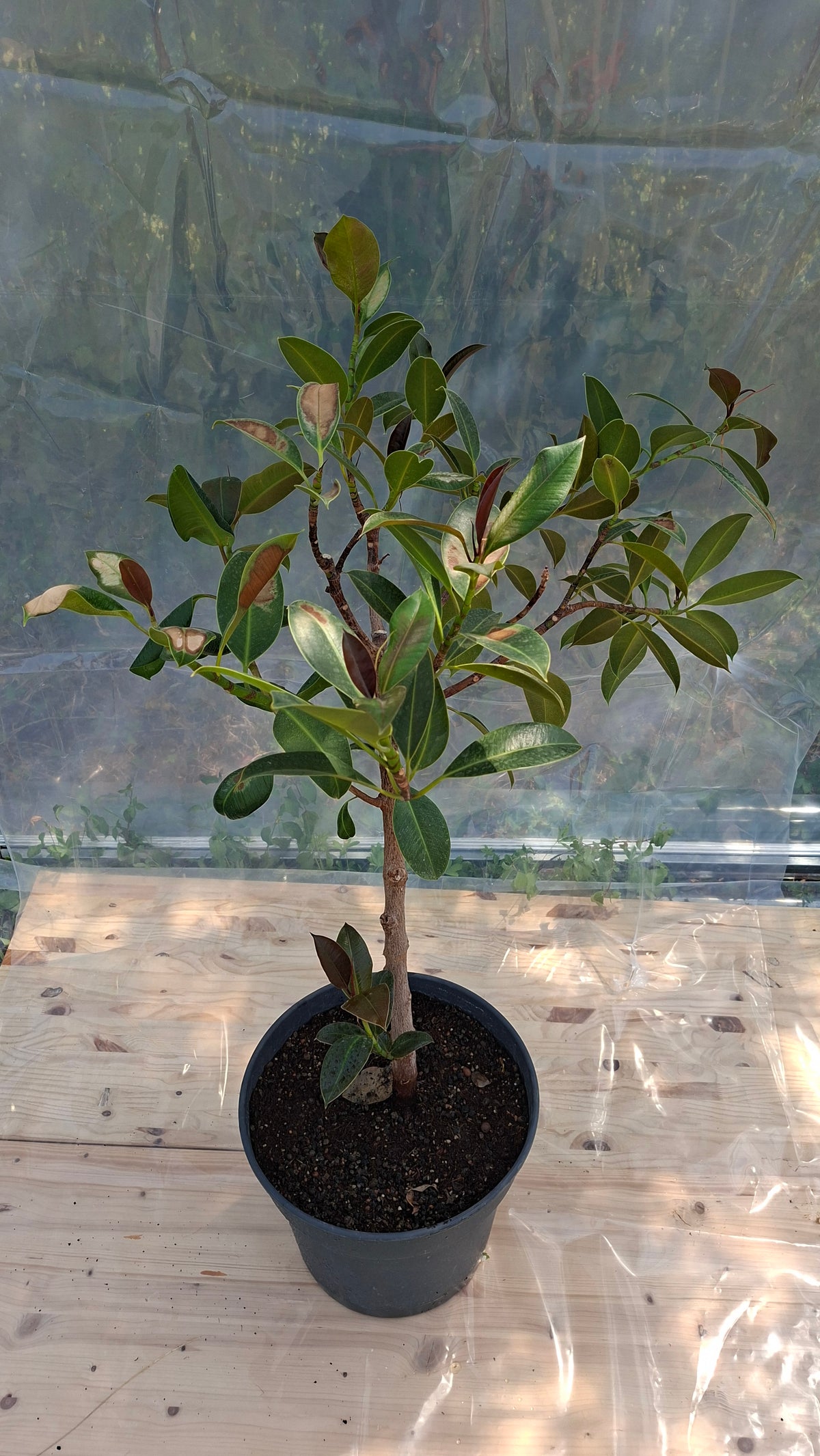 Ficus Elastica 110cm - Seconde Vie