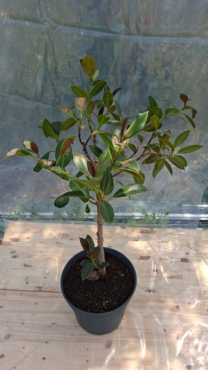 Ficus Elastica 110cm - Seconde Vie