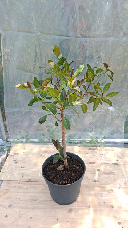 Ficus Elastica 110cm - Seconde Vie