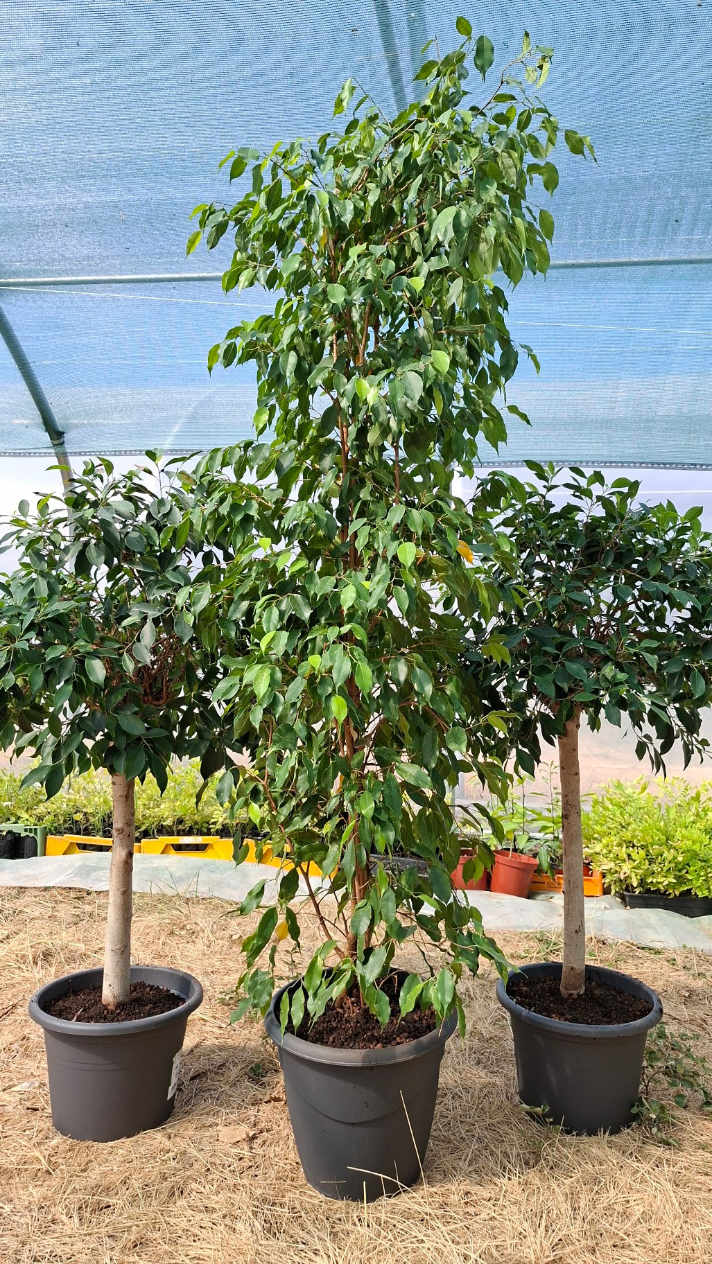 Ficus Benjamina 210cm – Port dressé et feuillage dense pour intérieurs d'exception
