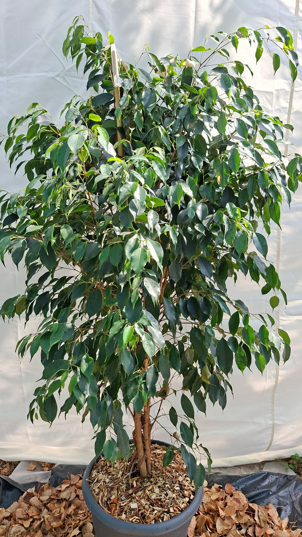 Ficus Benjamina 210cm – Port dressé et feuillage dense pour intérieurs d'exception