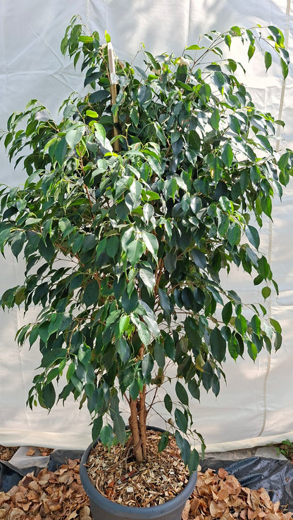Ficus Benjamina 210cm – Port dressé et feuillage dense pour intérieurs d'exception