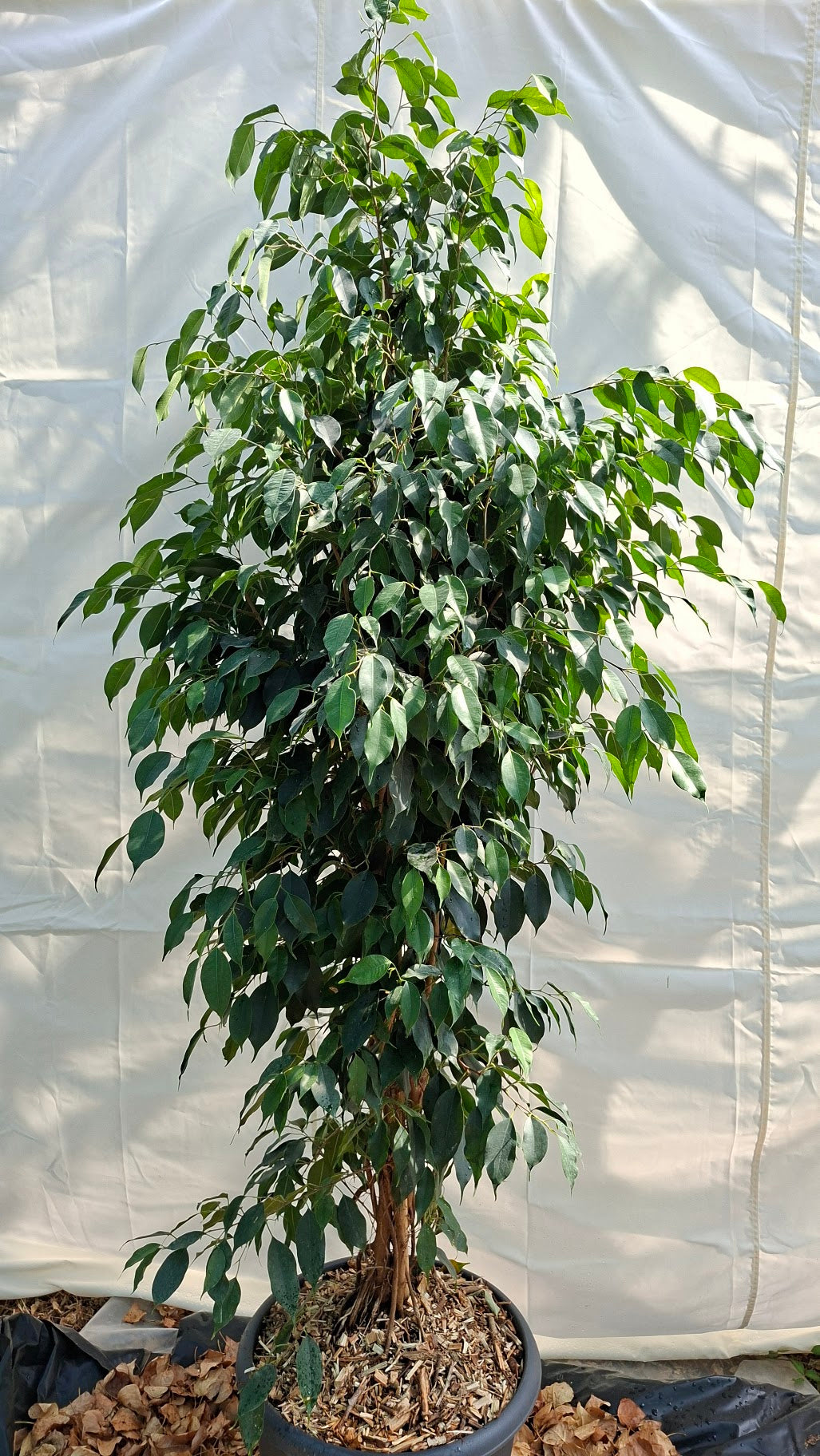 Ficus Benjamina 210cm – Port dressé et feuillage dense pour intérieurs d'exception