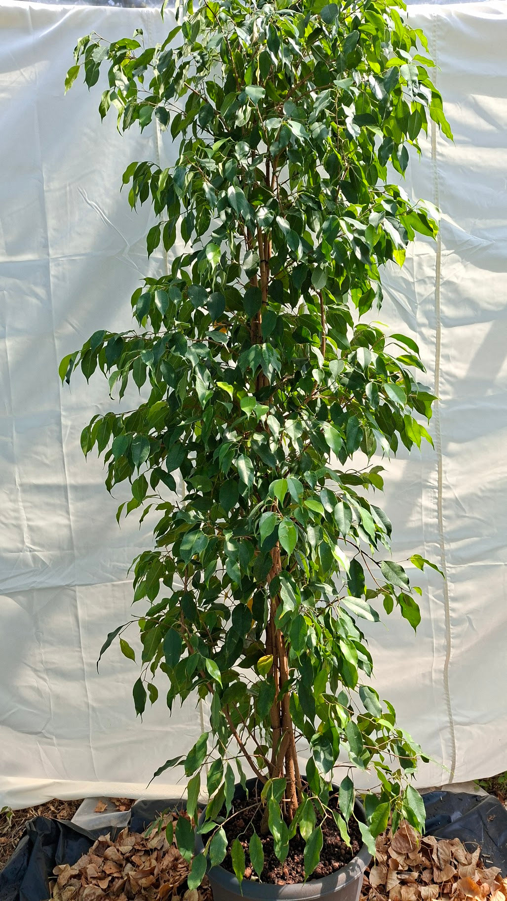 Ficus Benjamina 210cm – Port dressé et feuillage dense pour intérieurs d'exception
