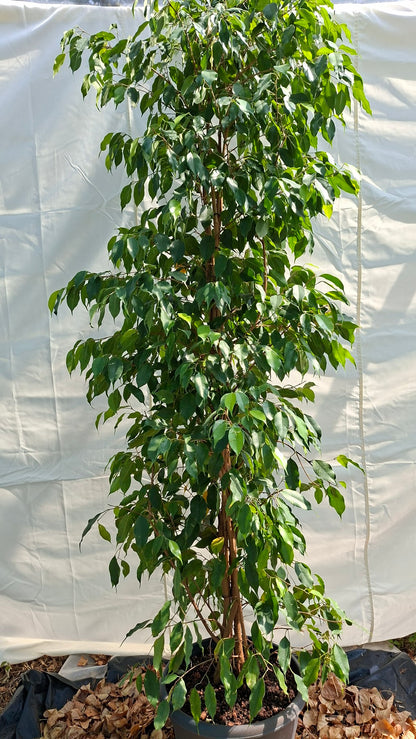 Ficus Benjamina 210cm – Port dressé et feuillage dense pour intérieurs d'exception
