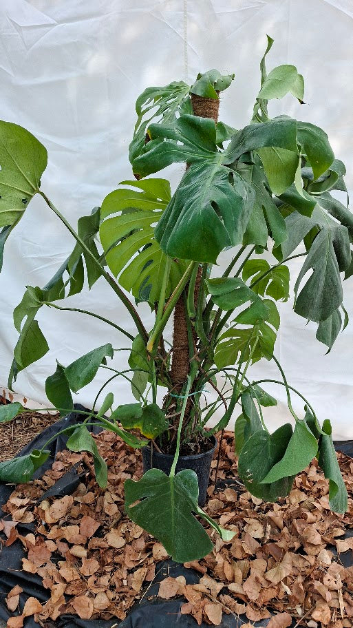 Monstera Deliciosa 150cm – Seconde Vie, rescapée des événements parisiens