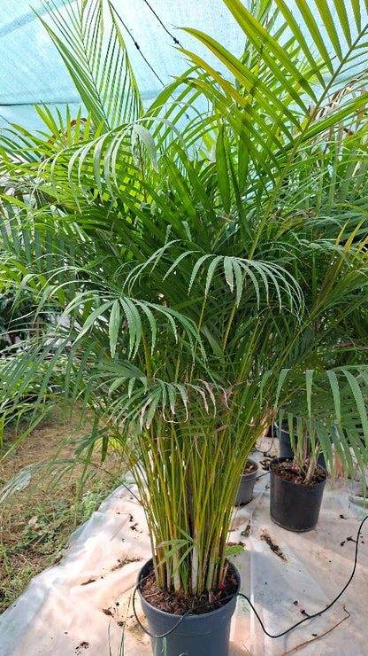 Palmier Dypsis Lutescens 200cm – Exotisme et élégance tropicale en intérieur