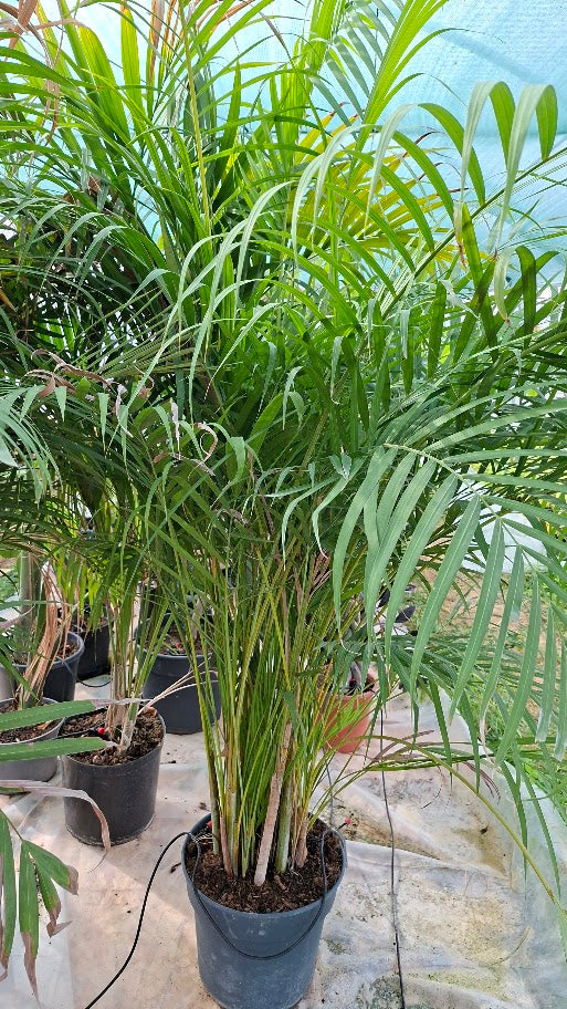 Palmier Dypsis Lutescens 200cm – Exotisme et élégance tropicale en intérieur