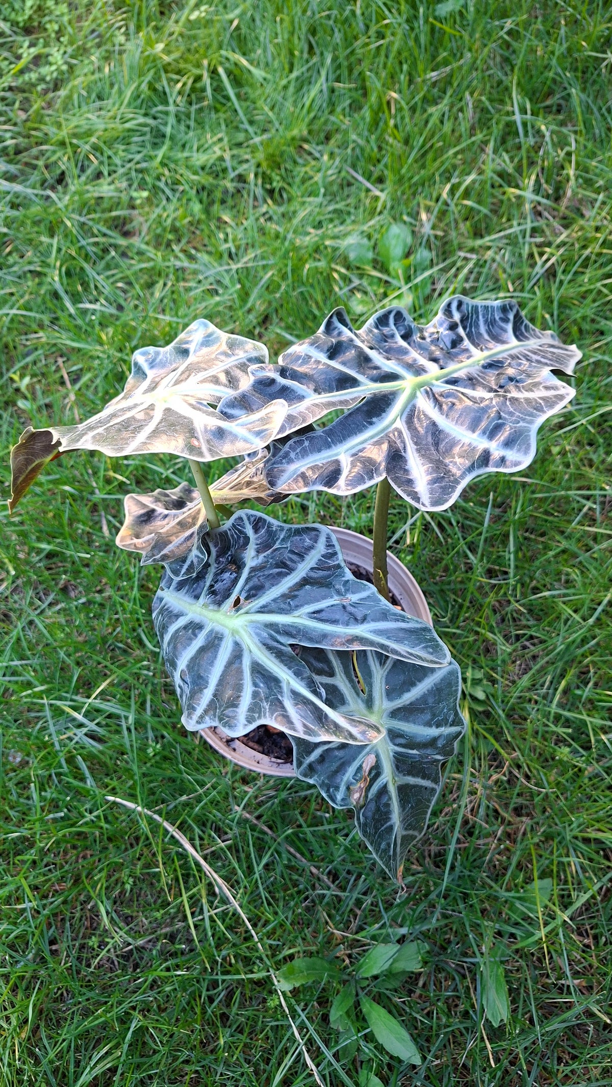 Alocasia Polly 35cm