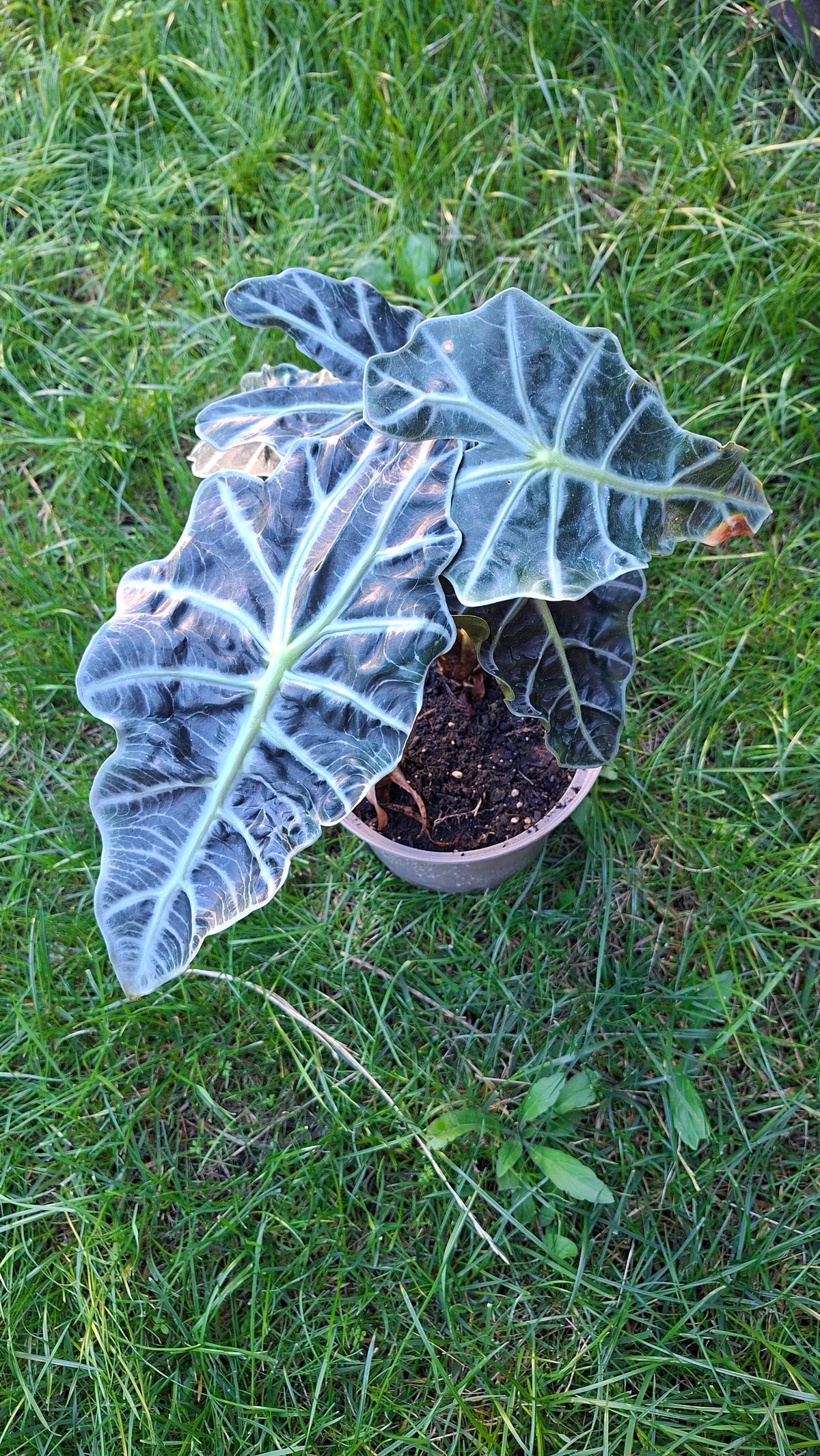 Alocasia Polly 35cm