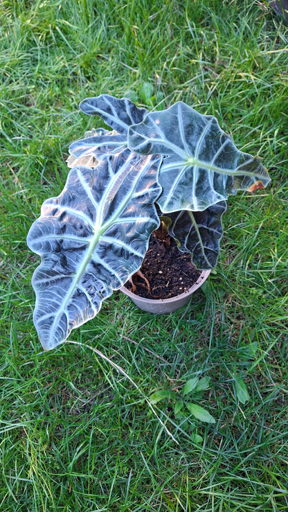 Alocasia Polly 35cm