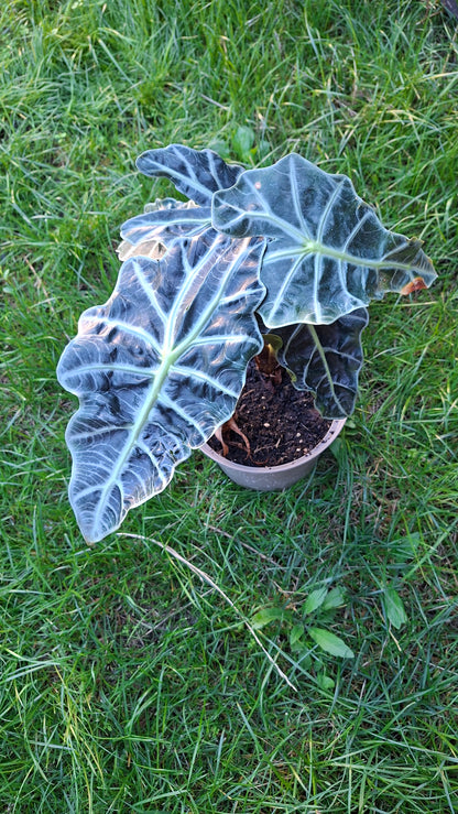 Alocasia Polly 35cm