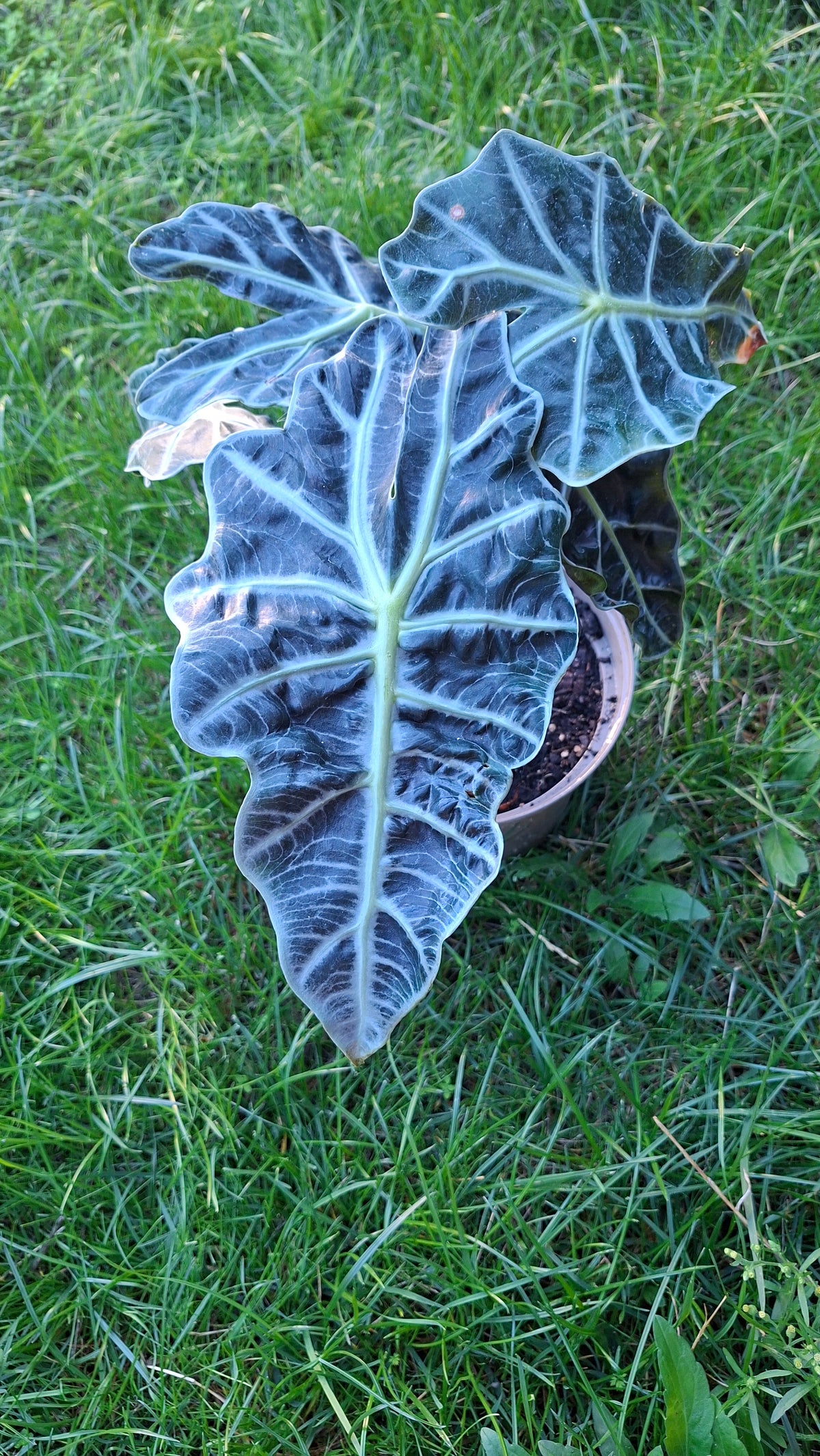 Alocasia Polly 35cm